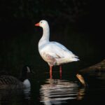 Ezért érdemes akár a saját ablakunkból is madármegfigyelésbe kezdeni