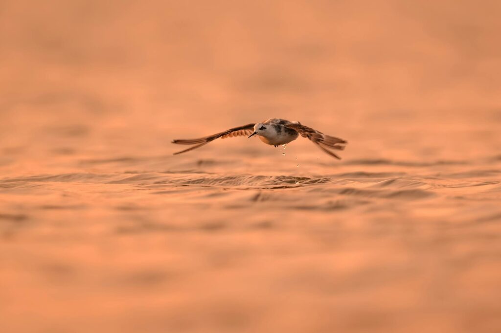 Így kezdhetünk bele a madármegfigyelésbe akár a saját kertünkben is