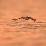 Így kezdhetünk bele a madármegfigyelésbe akár a saját kertünkben is