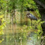 Így fedezhetjük fel a madármegfigyelés örömét a saját környezetünkben