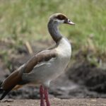 Így fedezhetjük fel a városi madárvilágot a saját ablakunkból