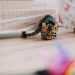 Így tehetjük izgalmasabbá a lakásban tartott macskák mindennapjait