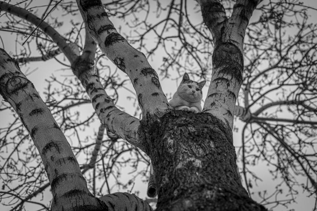Így tehetjük igazán izgalmassá a lakásban tartott macskák mindennapjait