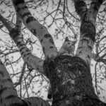 Így tehetjük igazán izgalmassá a lakásban tartott macskák mindennapjait