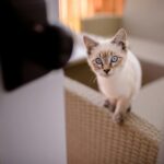 Mire érdemes figyelni, mielőtt hazavinnénk az első cicánkat?