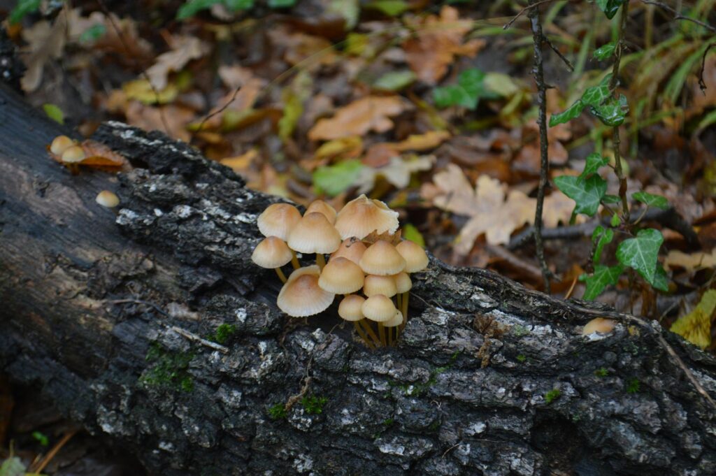 Miért érdemes hétvégente kosárral a kezünkben nekivágni az erdőnek?