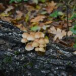 Miért érdemes hétvégente kosárral a kezünkben nekivágni az erdőnek?