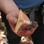 Miért érdemes gombászkosárral a kezünkben nekivágni az erdőnek?