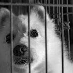 Hogyan segíthetjük a mentett kutyák beilleszkedését az első közös hetekben