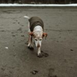 Hogyan találhatunk hűséges és nyugodt társra egy idős kutya örökbefogadásával