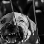 Így segíthetünk a menhelyről érkező kutyáknak a zökkenőmentes beilleszkedésben