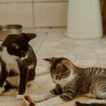 Így tehetjük zökkenőmentessé az ismerkedést két macska között
