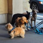 Így segíthetünk a kutyánknak hogy ne legyen többé stresszes az egyedüllét