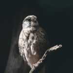 Hogyan találhatunk valódi kikapcsolódást a madarak megfigyelésében?