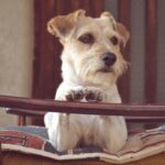 Mivel köthetjük le a kutyánkat a négy fal között a hosszú esős napokon?