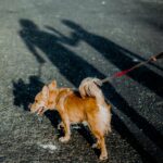 Így taníthatjuk meg a kutyánknak a nyugodt viselkedést a nyüzsgő városi forgatagban is