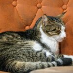 Hogyan változtathatjuk meg a lakás hangulatát néhány jól elhelyezett lámpa segítségével