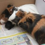 Így teremthetünk tökéletes életteret a tengerimalacainknak