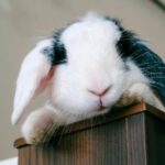 Hogyan teremtsünk biztonságos és boldog otthont egy lakásban tartott nyuszinak