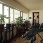 Így választhatjuk ki a legtűrőképesebb szobanövényeket a sötétebb sarkokba is