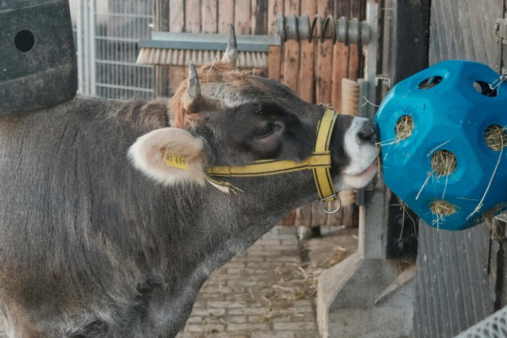 Így teremthetünk izgalmas és ingergazdag környezetet a lakásban élő macskáknak
