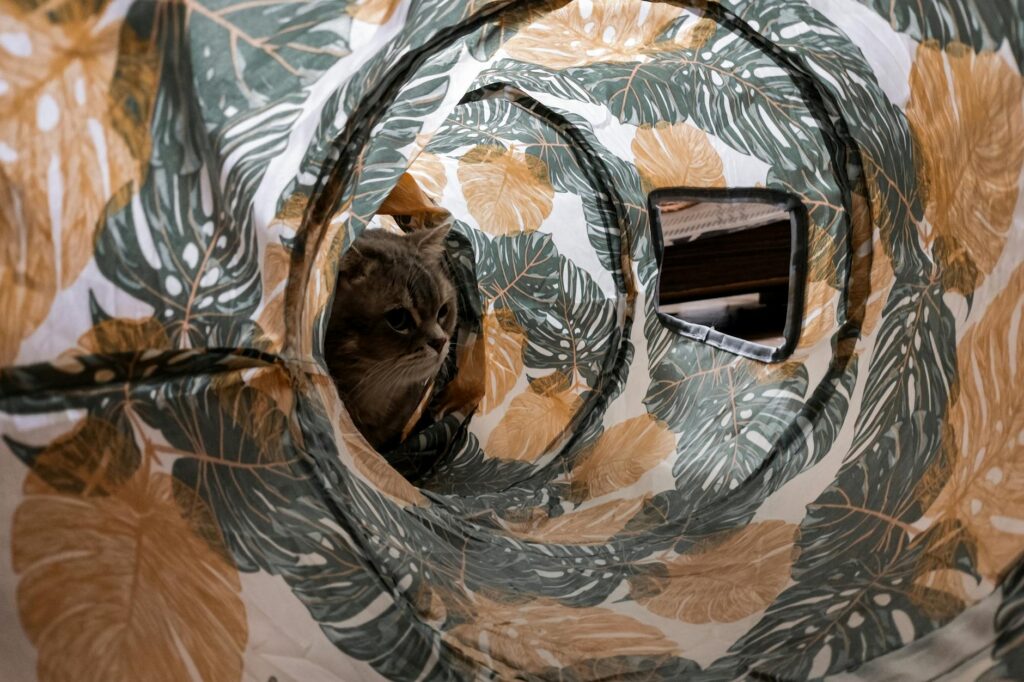 Így tehetjük izgalmasabbá a lakásban tartott macskák mindennapjait