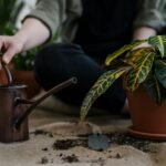 Így nevelhetünk saját fűszernövényeket és zöldségeket a lakásban is