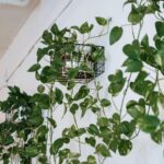 Így választhatjuk ki a lakásunk adottságaihoz legjobban illő szobanövényeket