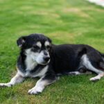 Hogyan könnyíthetjük meg az idős kutyánk mindennapjait?