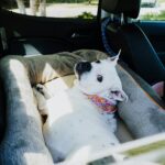 Hogyan tehetjük valóban stresszmentessé a közös utazást a kutyánkkal?