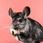 Így gondoskodhatunk felelősen a lakásban tartott csincsillákról
