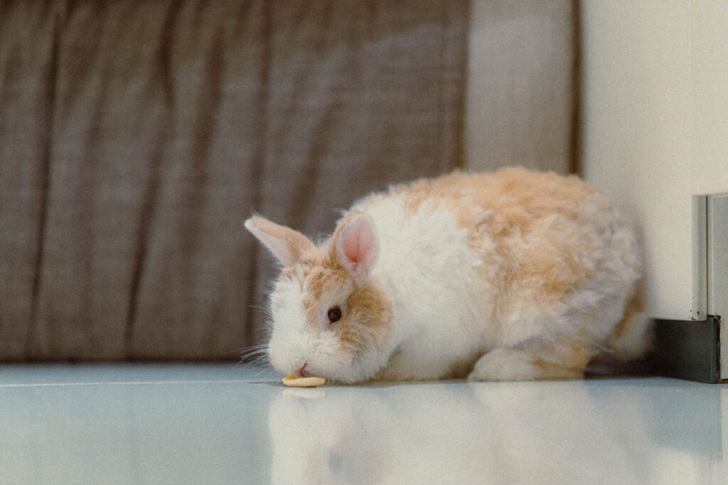 Hogyan alakítsunk ki tökéletes és biztonságos életteret a lakásban tartott nyulak számára?
